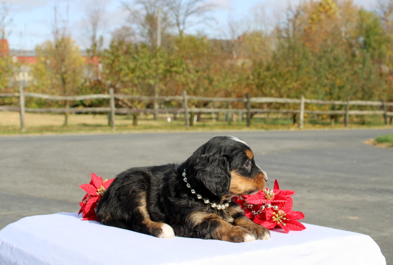 puppy, for, sale, Mini Bernedoodle F2, Matthew B. Stoltzfus, dog, breeder, Gap, PA, dog-breeder, puppy-for-sale, forsale, nearby, find, puppyfind, locator, puppylocator, aca